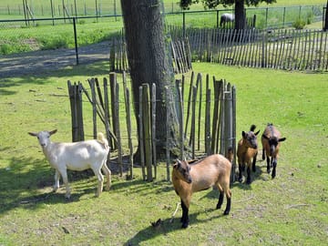 Petting zoo