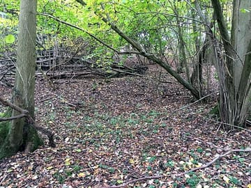 Among the woods