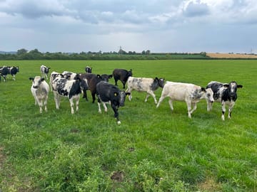 Cows on the field