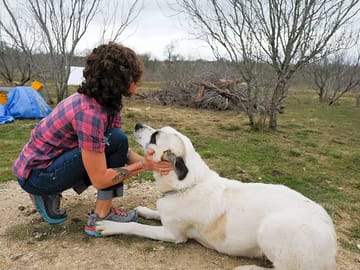 Farm dog