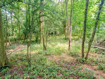 Pitches in ancient woodland under tall ash, oak and hornbeam trees