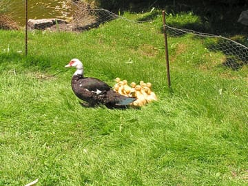 Ducks and ducklings