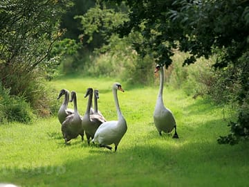 The swans
