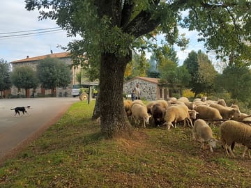 Sheep