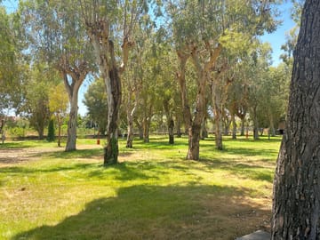 Serviced pitches among the trees