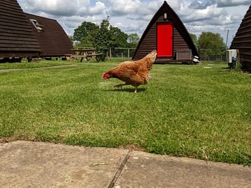 The hens like to roam
