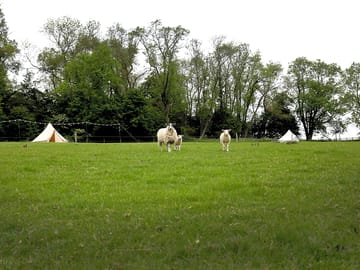 The site