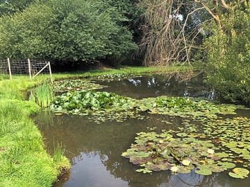 The pond on site