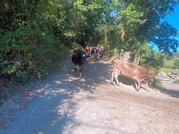 Cows on the farm