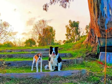 Pets on site