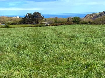 Meadow