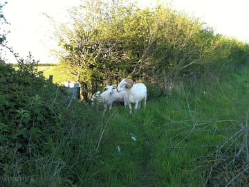 Wiltshire horn ram and friends