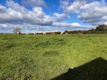 Animals around the site