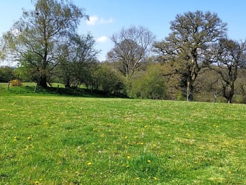 Ancient oak trees