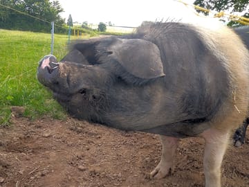 Pig