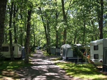 Pitches among the trees