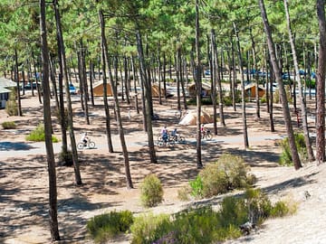 Pitches in a forest