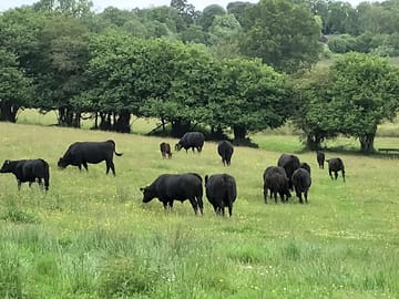 The farm's herd