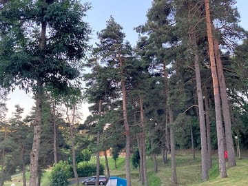 Pitches surrounded by trees