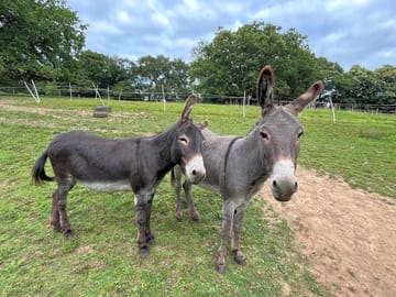 Donkeys