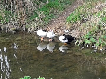 Stonebridge ducks