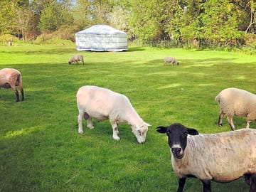 Sheep on the land