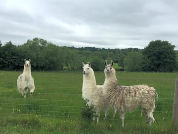 Resident llamas