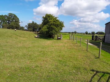 Sheep grazing next to the camping field