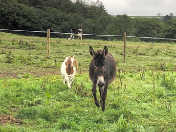 Donkeys