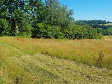 Pitches mown into the field