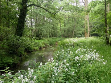 Wild garlic at adhurst wood