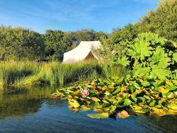 Lilly pad tent