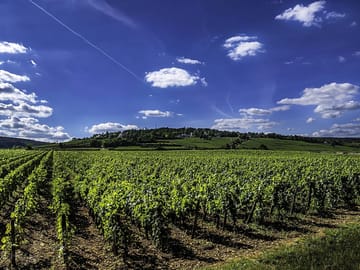 Nearby vinyards