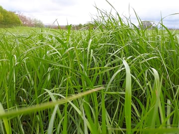 Grass pitches