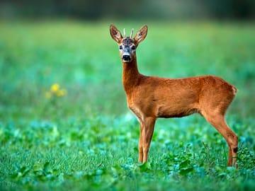 Deer are often seen on site