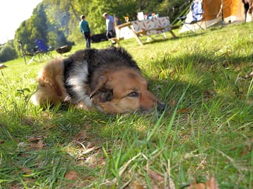 Well-behaved dogs welcome