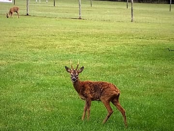 Deer at little hill farm camping.