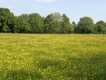The camping field waiting for the hay to be cut