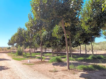 Pitches under hardwood trees