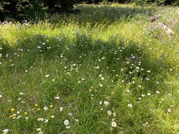 Wildflowers over 100 acres in june and july