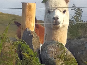 Come and meet the local animals!