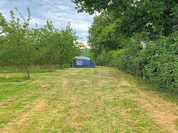 Tent in the orchard.