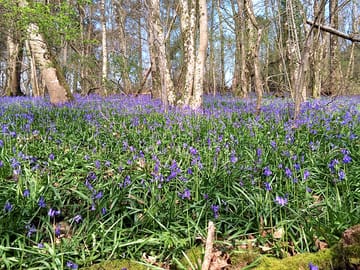 Bluebells nearby