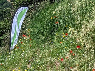 Wildflower bank at the entrance