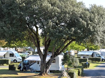 Pitches under olive trees