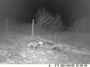 Badger at bottom of campsite field