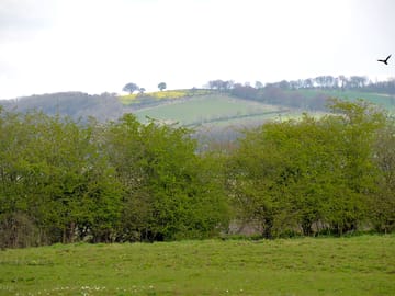 Grassy pitches
