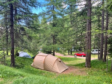 Pitches among the fir trees