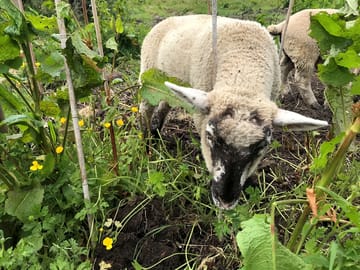 Sheep on the farm