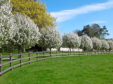 Foliage